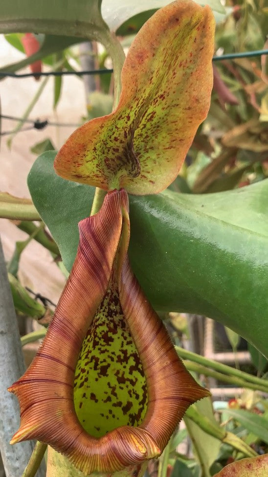 Nepenthes truncata Pasian Highland BE-3203