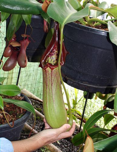 Nepenthes truncata Pasian Highland BE-3203