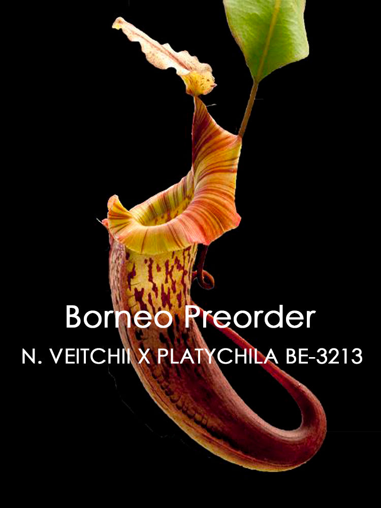 N. veitchii x platychila BE-3213