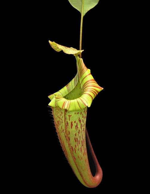 N. veitchii x platychila BE-3213