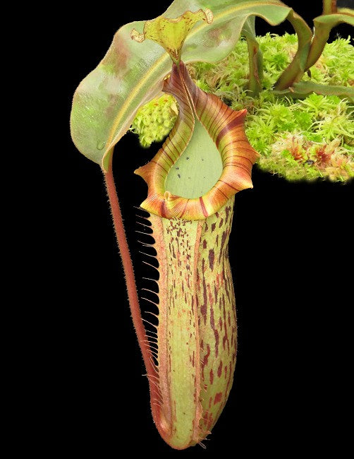 N. veitchii x platychila BE-3213