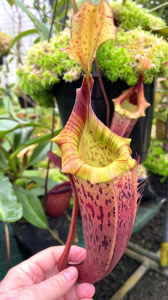 Nepenthes veitchii x platychila BE-3213