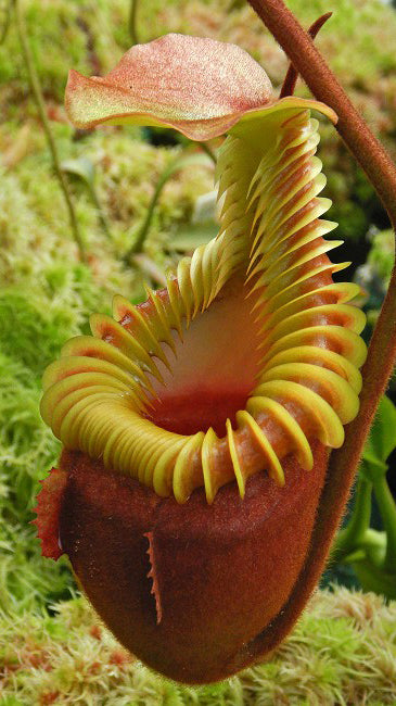 Nepenthes villosa "Best Selected Clone" BE-3225