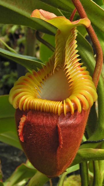Nepenthes villosa "Best Selected Clone" BE-3225