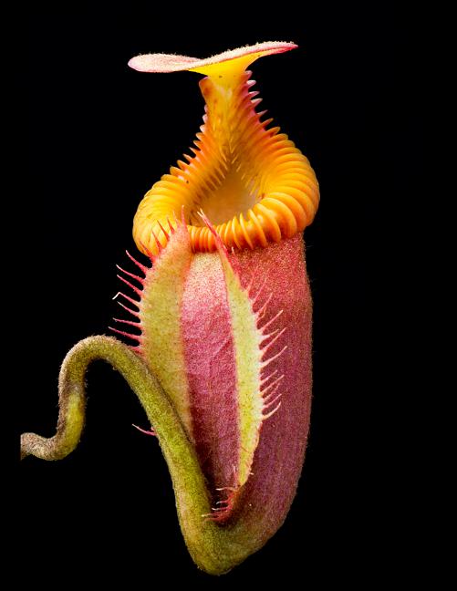 Nepenthes villosa "Best Selected Clone" BE-3225
