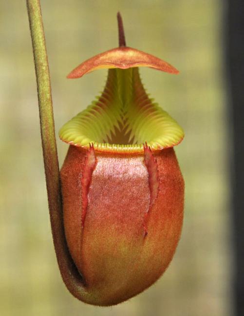 Nepenthes villosa "Best Selected Clone" BE-3225