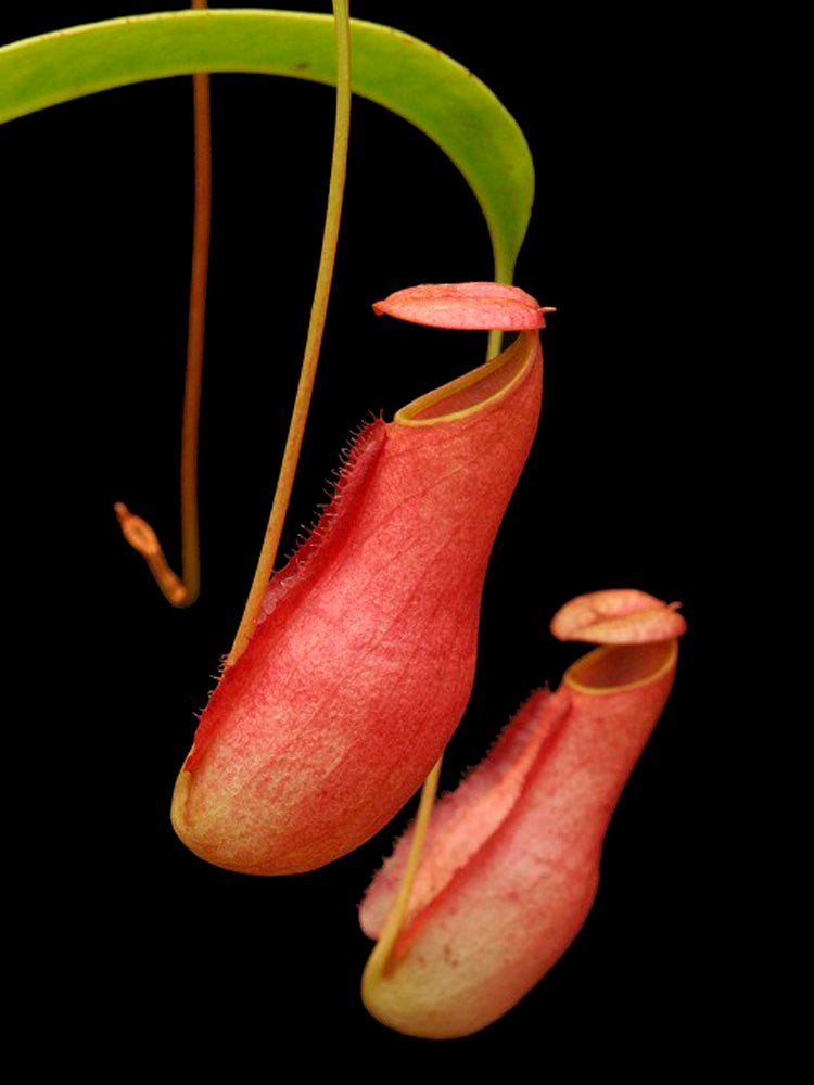 Nepenthes madagascariensis BE-3247