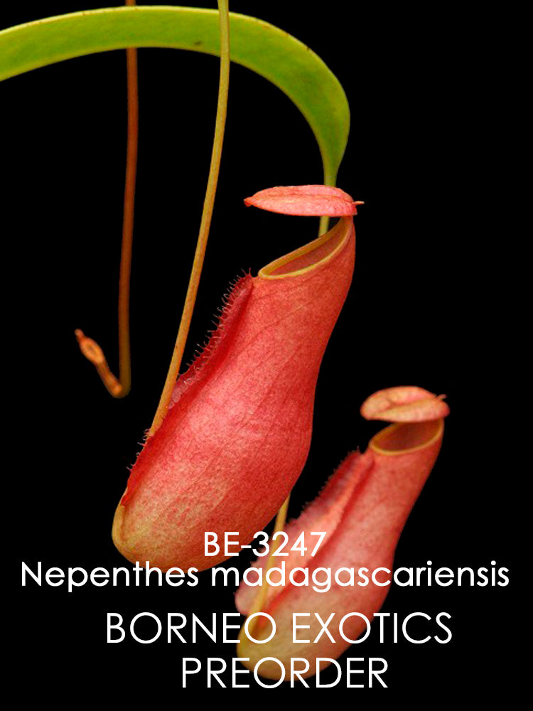 Nepenthes madagascariensis BE-3247