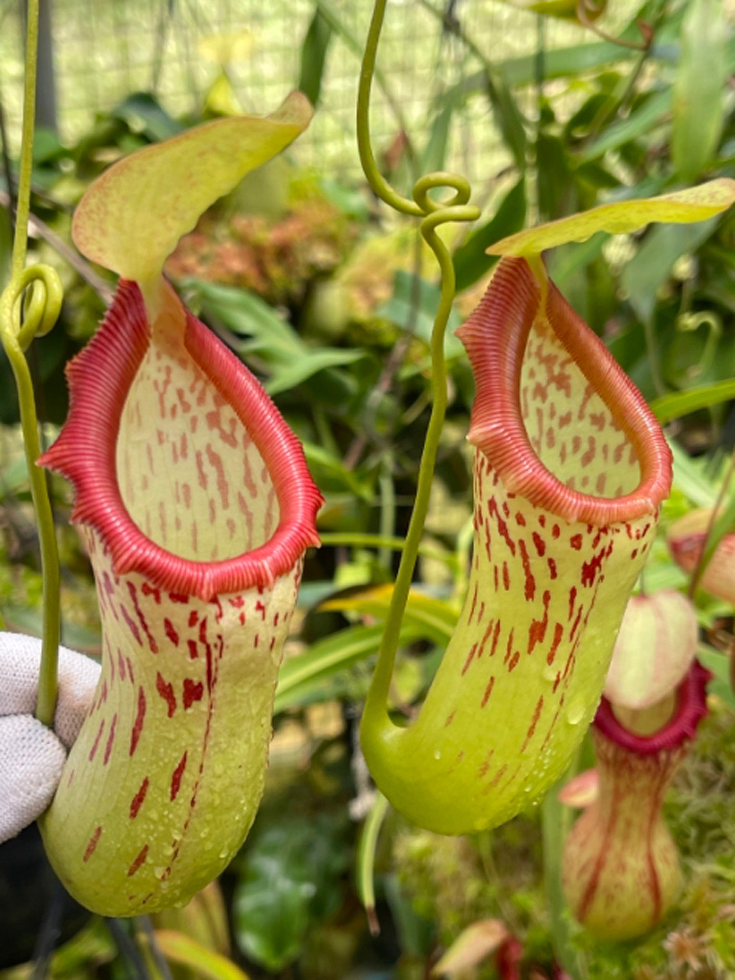 Nepenthes burkei BE-3254