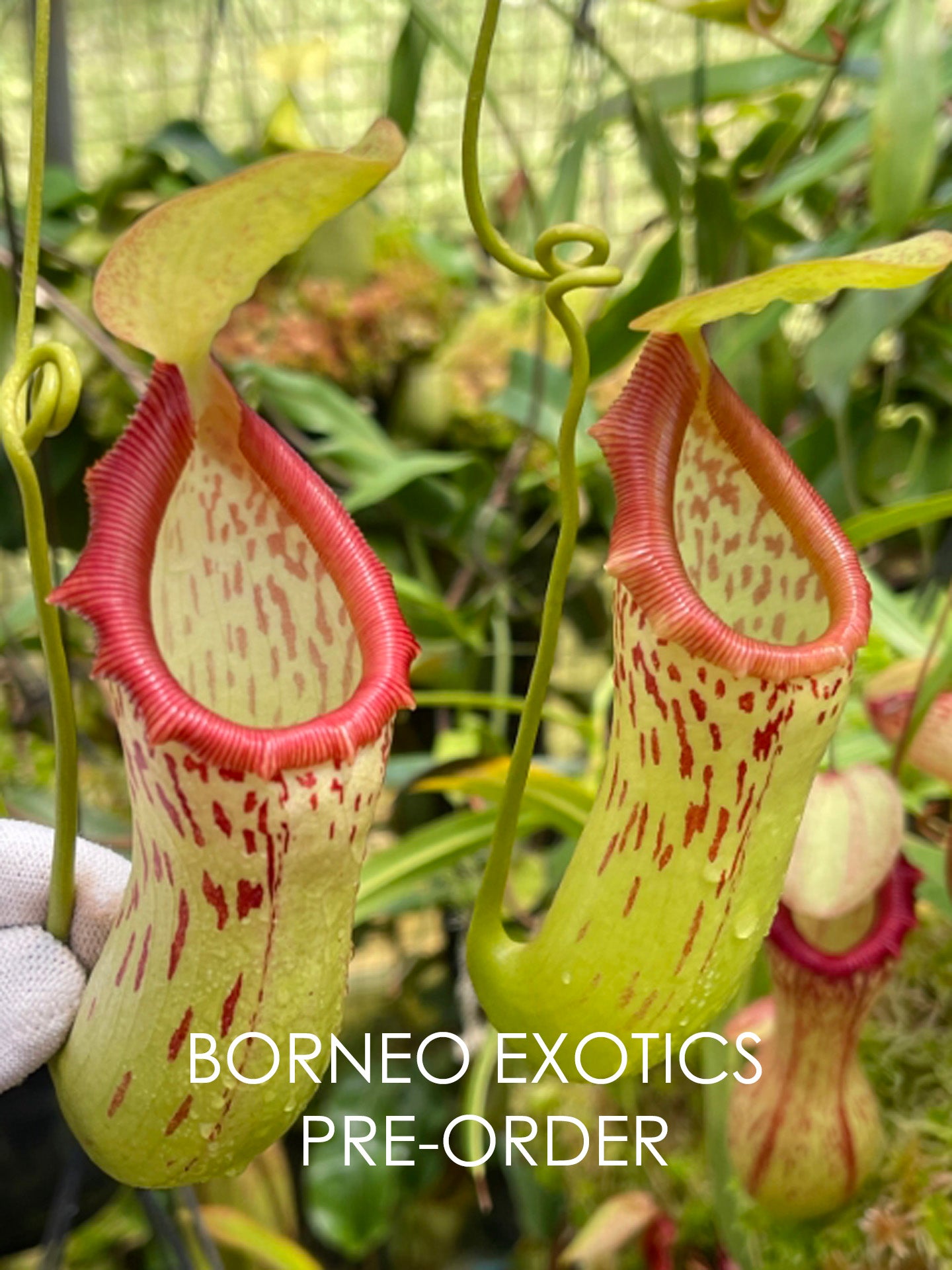 Nepenthes burkei BE-3254