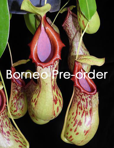 Nepenthes burkei BE-3254