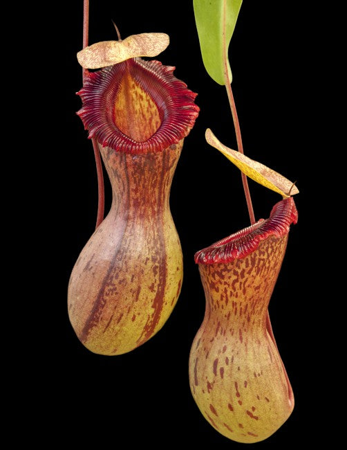 Nepenthes ventricosa "Madja - AS" BE-3278
