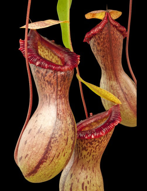 Nepenthes ventricosa "Madja - AS" BE-3278