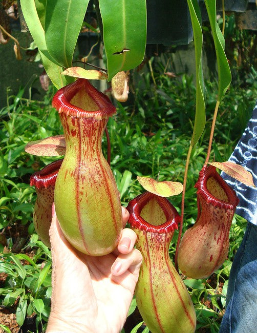 Nepenthes ventricosa "Madja - AS" BE-3278
