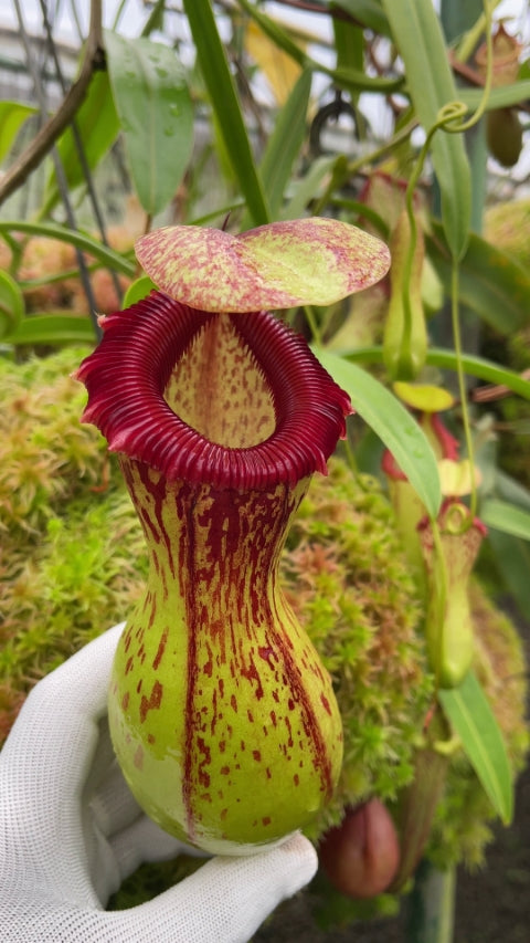 Nepenthes ventricosa "Madja - AS" BE-3278