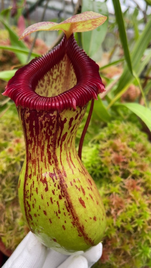 Nepenthes ventricosa "Madja - AS" BE-3278
