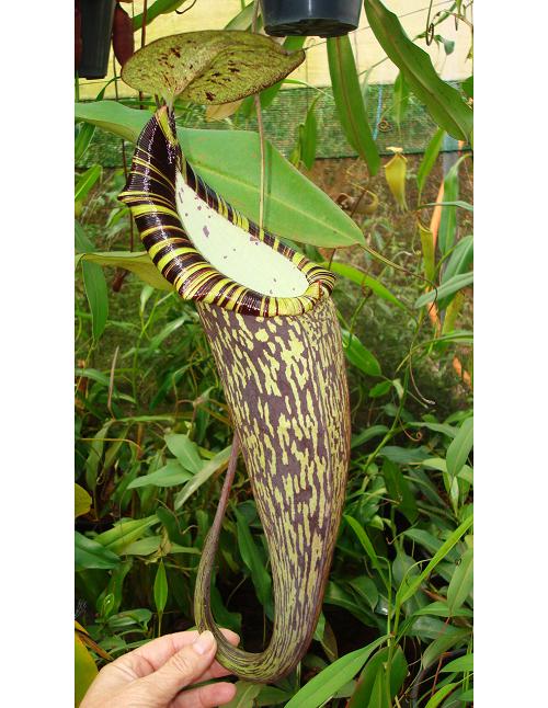 Nepenthes spectabilis "Perkinson Giant" BE-3322