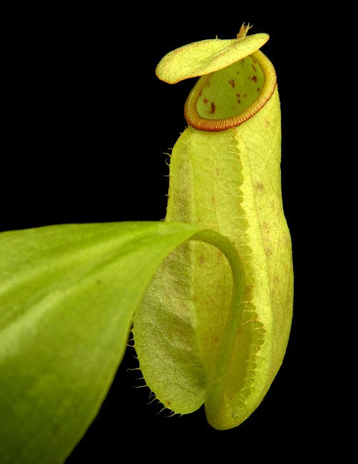 Nepenthes treubiana "Andamata" BE-3340