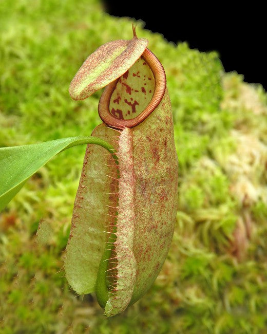 Nepenthes treubiana "Andamata" BE-3340