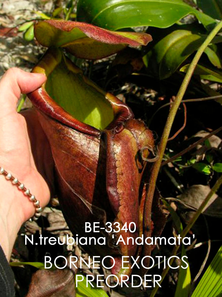Nepenthes treubiana "Andamata" BE-3340