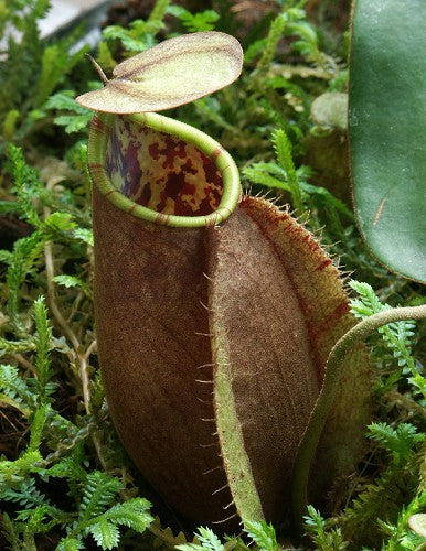 Nepenthes tomoriana Lampia, Sulawesi