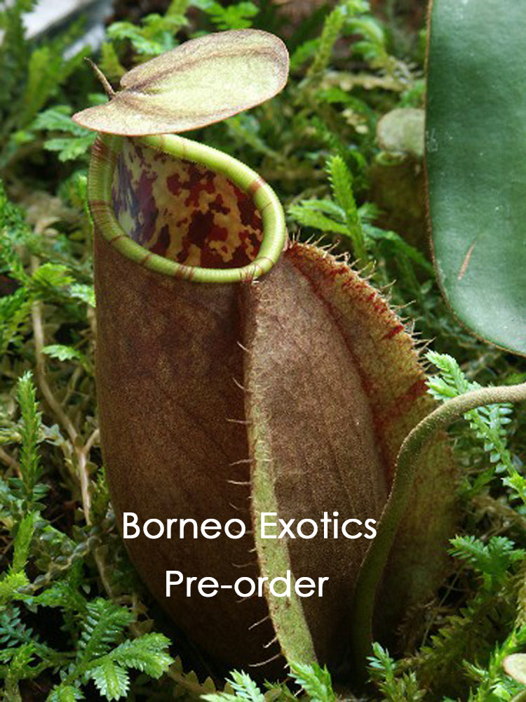 Nepenthes tomoriana "Tambusisi" BE-3344