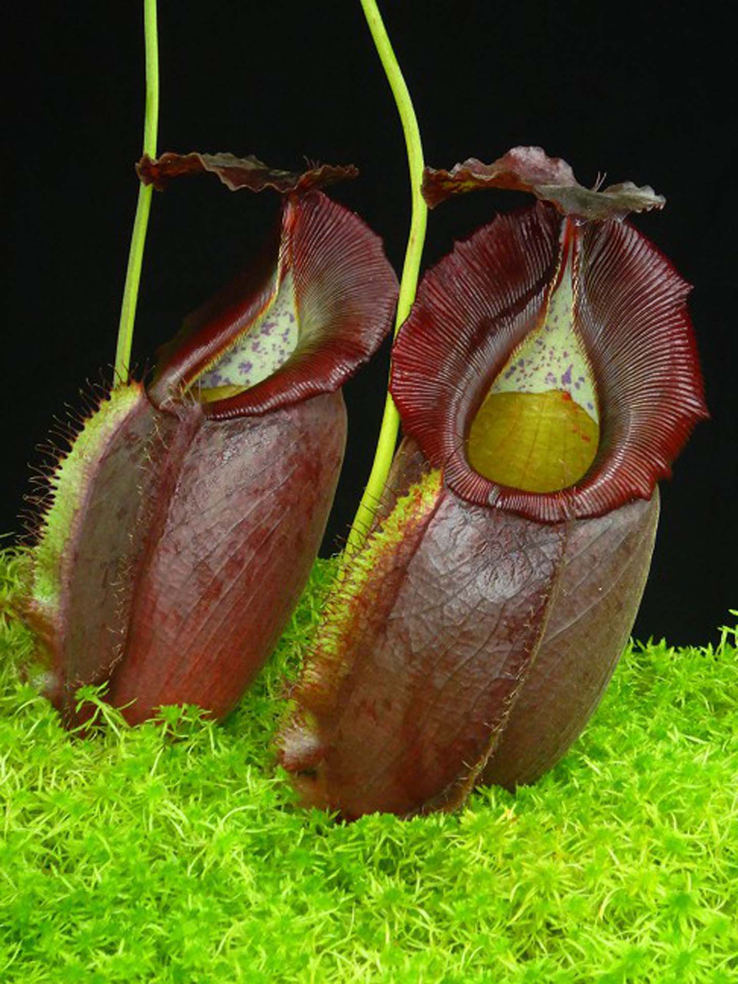 Nepenthes spathulata x gymnamphora BE-3422