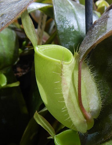 Nepenthes ampullaria "Papua intermediate" BE-3450