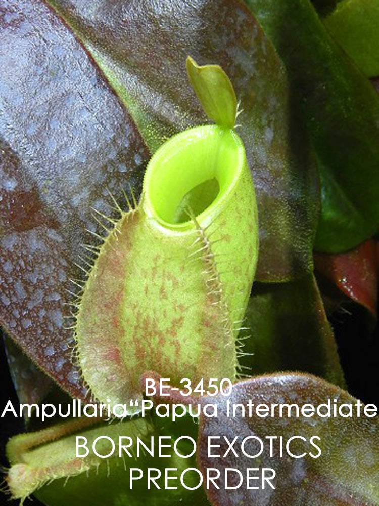 Nepenthes ampullaria "Papua intermediate" BE-3450
