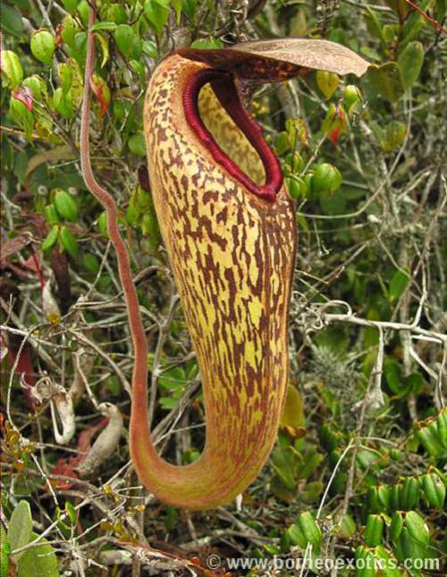 Nepenthes klossii “Confirmed True Clone” BE-3452