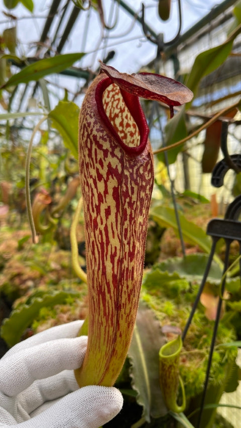Nepenthes klossii “Confirmed True Clone” BE-3452