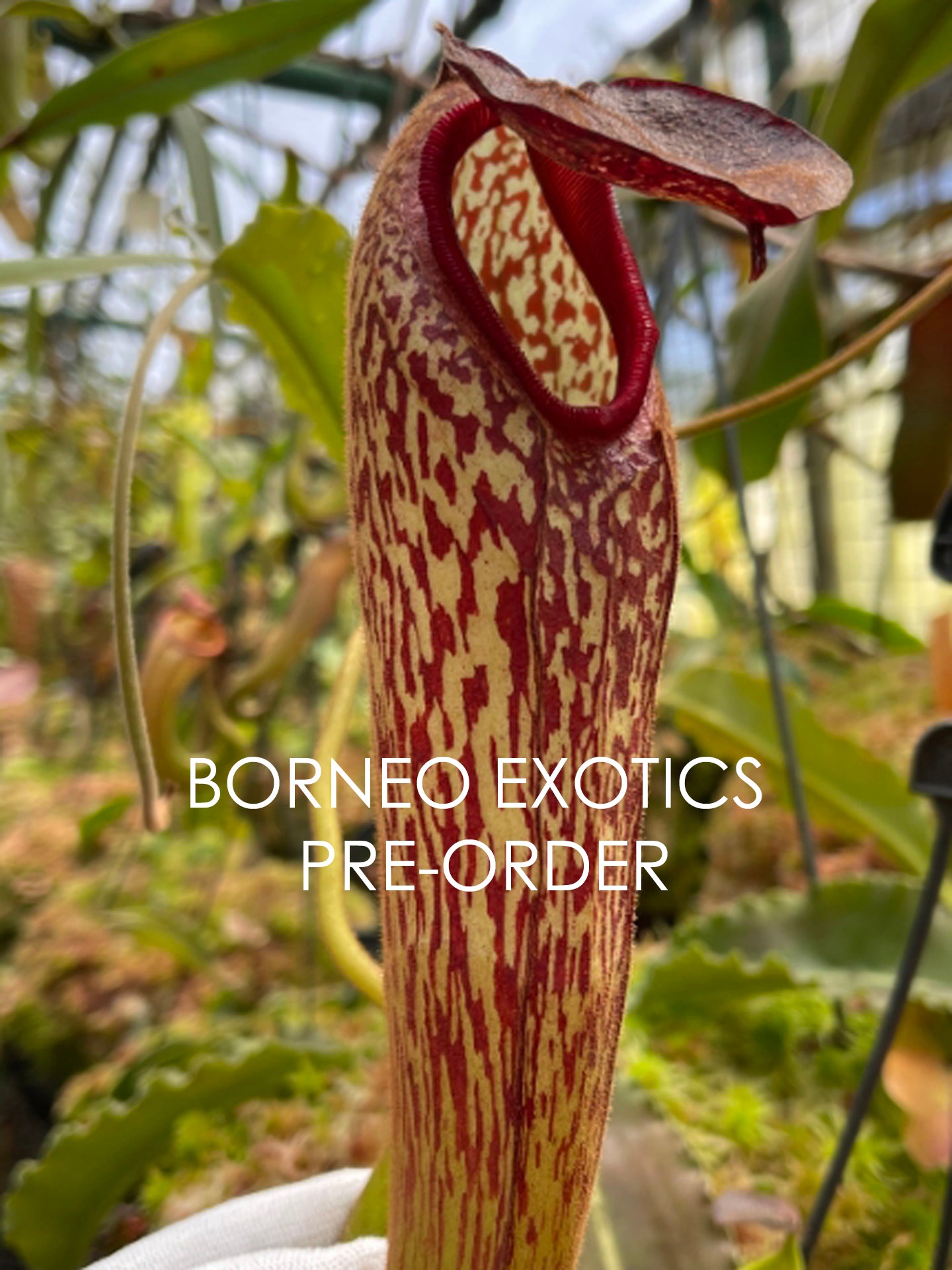 Nepenthes klossii “Confirmed True Clone” BE-3452