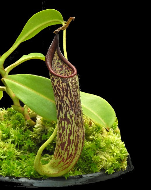 Nepenthes zakriana "Mamut Copper mine" BE-3465