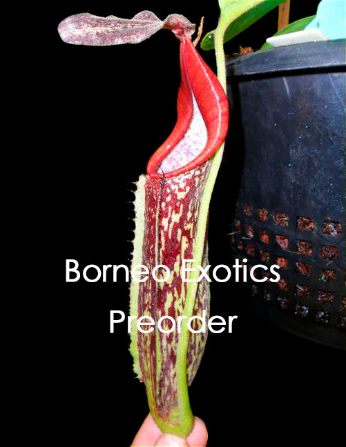 Nepenthes zakriana "Mamut Copper mine" BE-3465