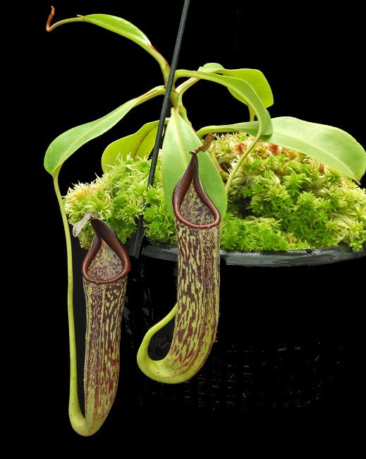 Nepenthes zakriana "Mamut Copper mine" BE-3465