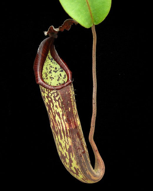 Nepenthes zakriana "Mamut Copper mine" BE-3465