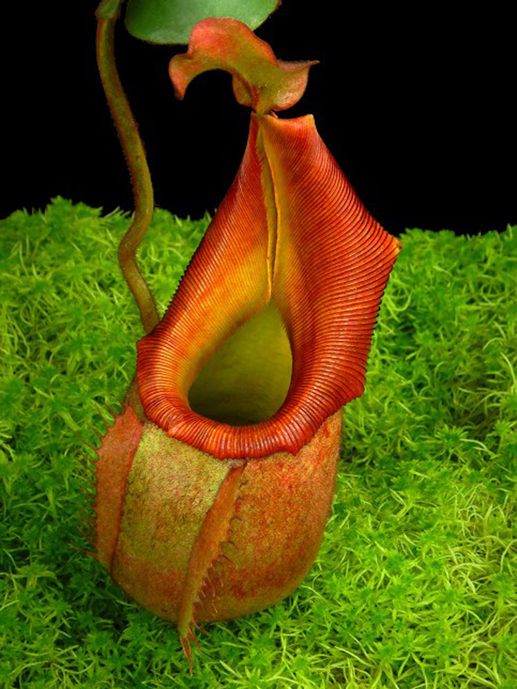 Nepenthes veitchii "Phil Mann" BE-3482
