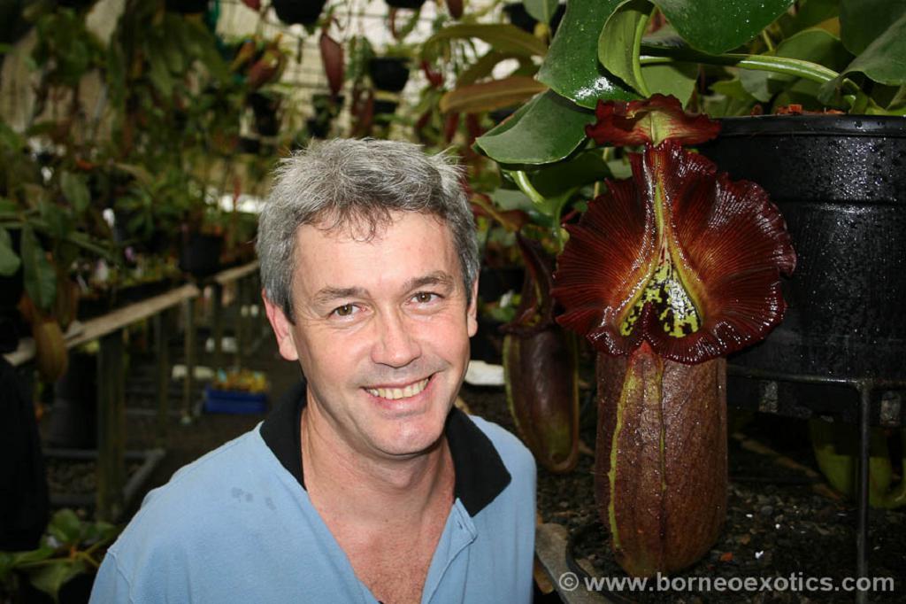Nepenthes robcantleyi  BE-3517