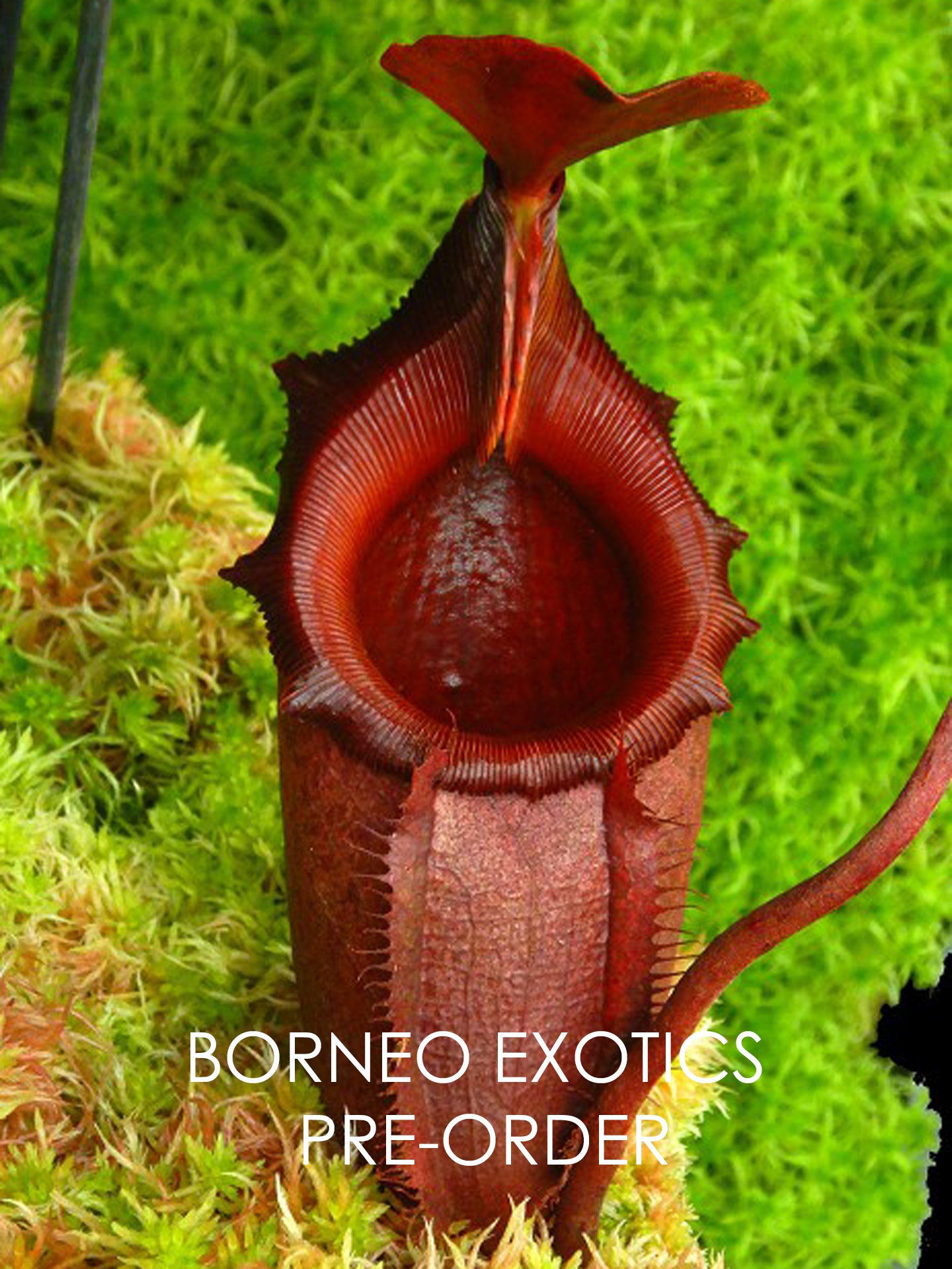 Nepenthes rajah x mira BE-3518