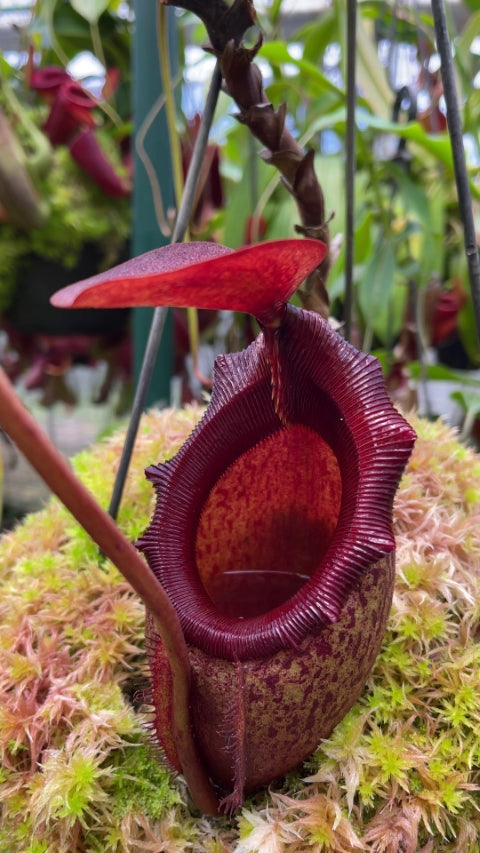 Nepenthes rajah x mira BE-3518