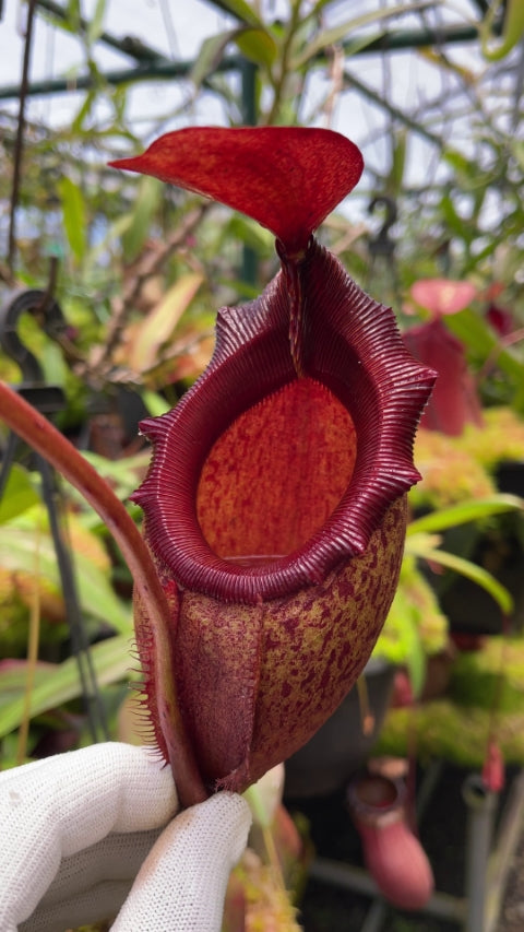Nepenthes rajah x mira BE-3518