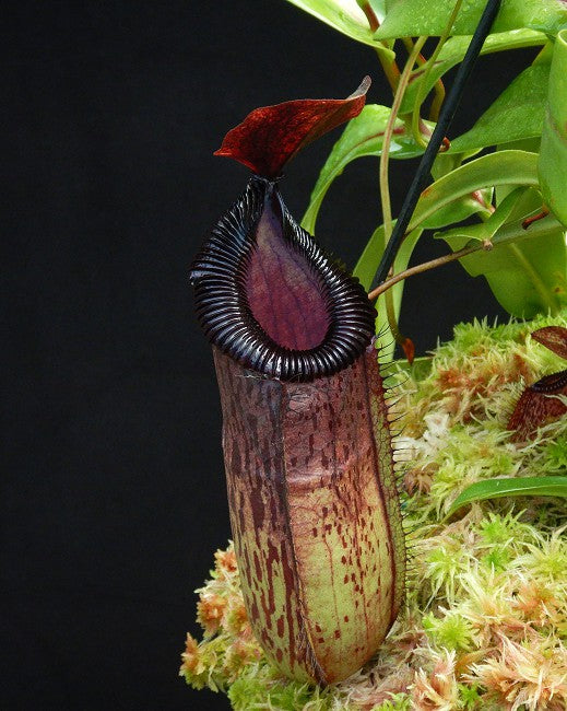 Nepenthes sibuyanensis x hamata "Lumut" BE-3562