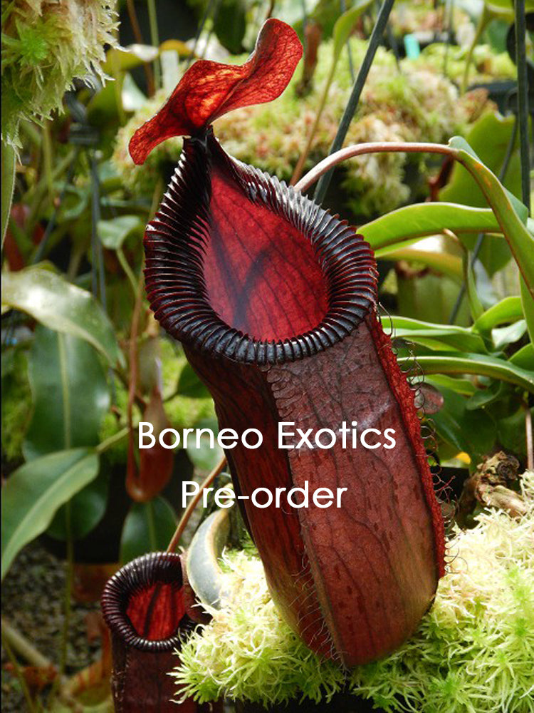 Nepenthes sibuyanensis x hamata "Lumut" BE-3562