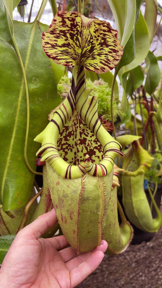 Nepenthes burbidgeae x robcantleyi BE-3577