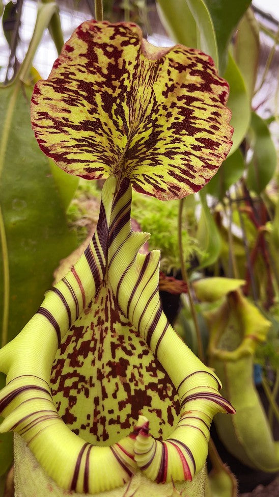 Nepenthes burbidgeae x robcantleyi BE-3577