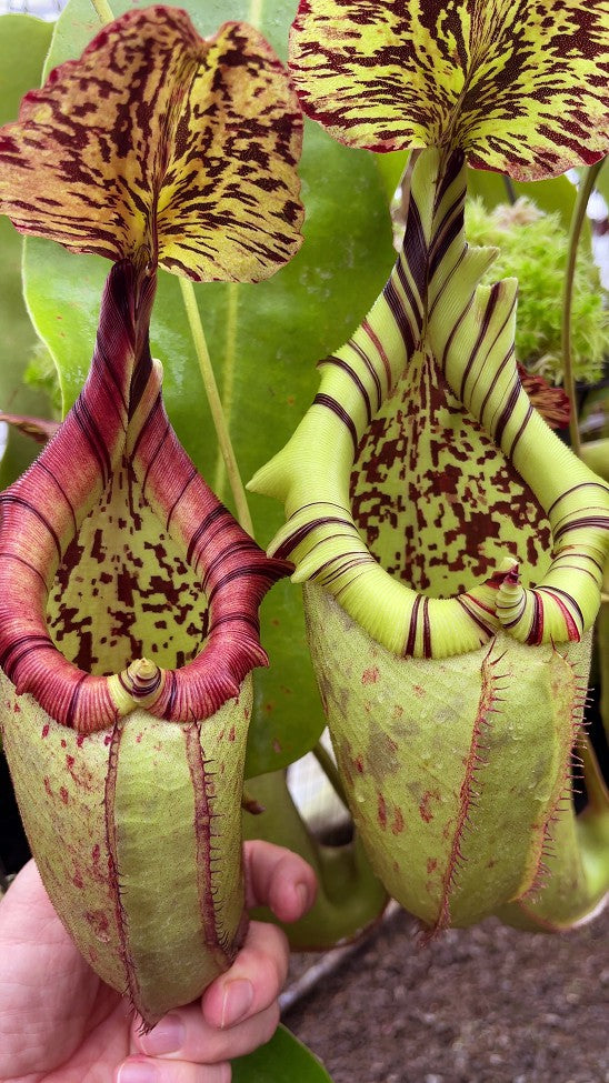 Nepenthes burbidgeae x robcantleyi BE-3577