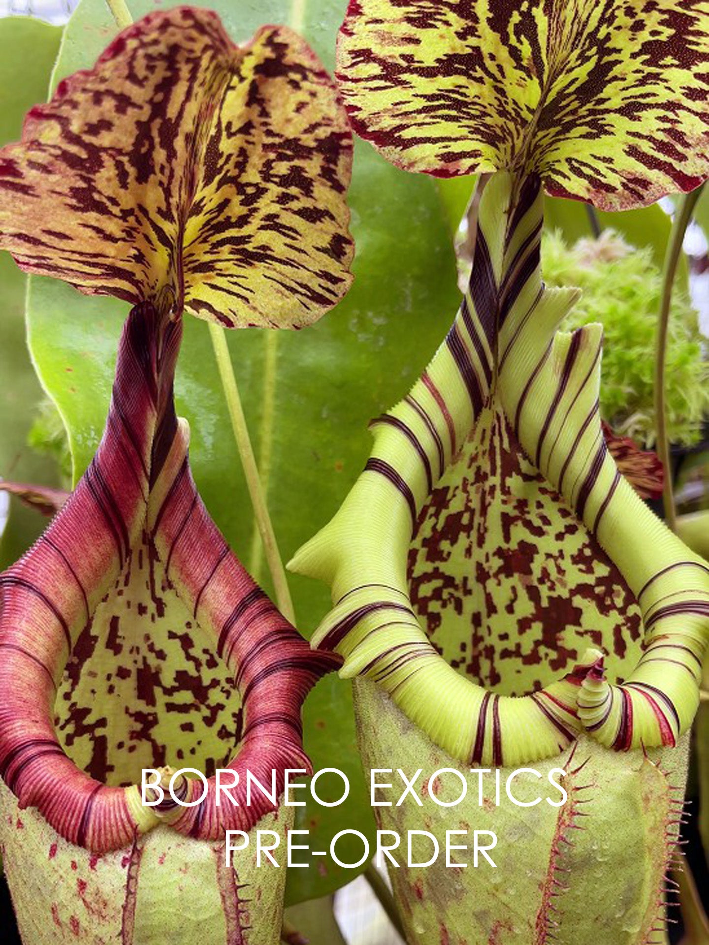 Nepenthes burbidgeae x robcantleyi BE-3577