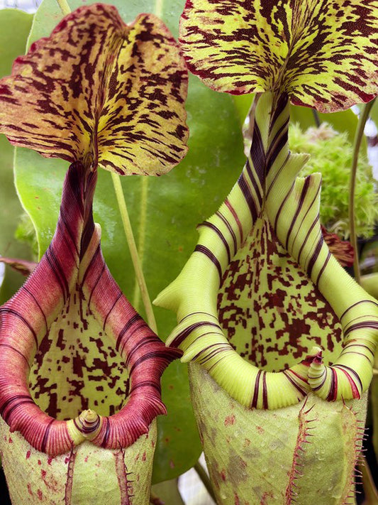Nepenthes burbidgeae x robcantleyi BE-3577