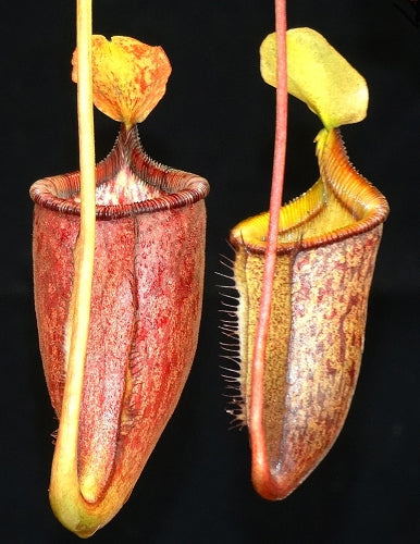 Nepenthes palawanensis BE-3651