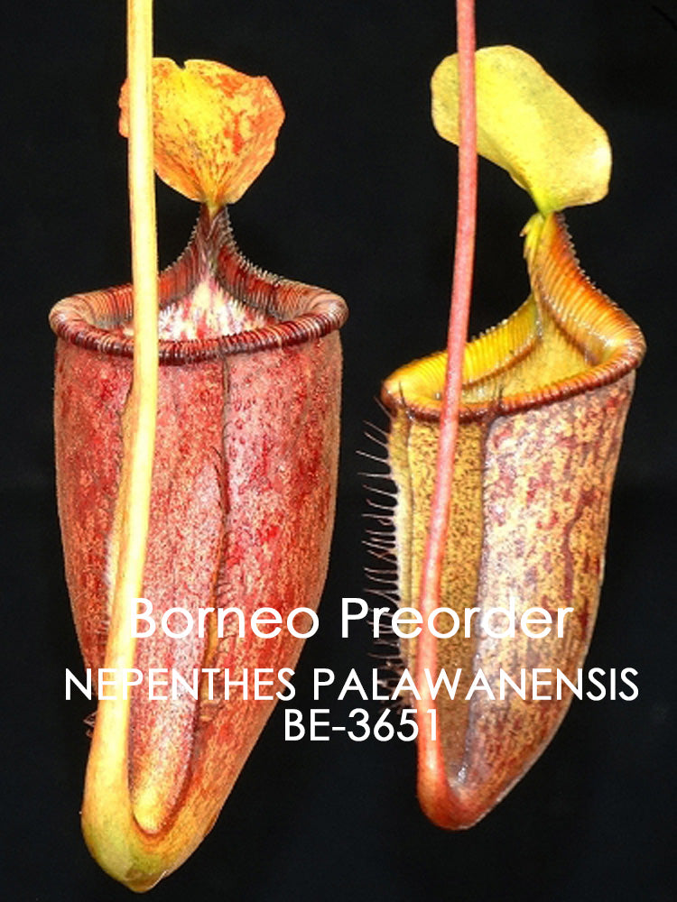 Nepenthes palawanensis BE-3651